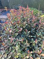 Photinia haagplanten, Ophalen, Overige soorten