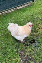 Twee leuke zijdehoenders. (Haantjes), Dieren en Toebehoren, Pluimvee, Mannelijk, Kip