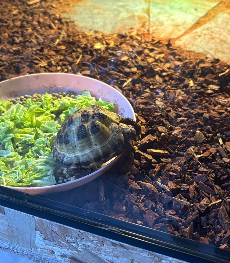 vierteenlandschildpad (Testudo horsfieldii ) Tortoise - unknown for sale from Kevin
