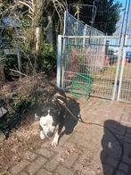 Lieve stafford mix. Gesteriliseerd, 3 jaar. Zoekt goed huis., Particulier, Buitenland, Teef, Eén hond