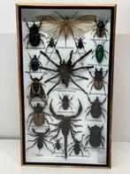 Opgezette insecten in lijst 36 x 20 x 3.5 cm