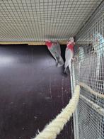 1-1 rosé kaketoe's van 2025 onverwand, Dieren en Toebehoren, Vogels | Parkieten en Papegaaien, Meerdere dieren, Papegaai, Geringd