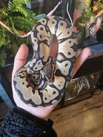 Ball python python regius koningspython, Dieren en Toebehoren, Slang, 0 tot 2 jaar