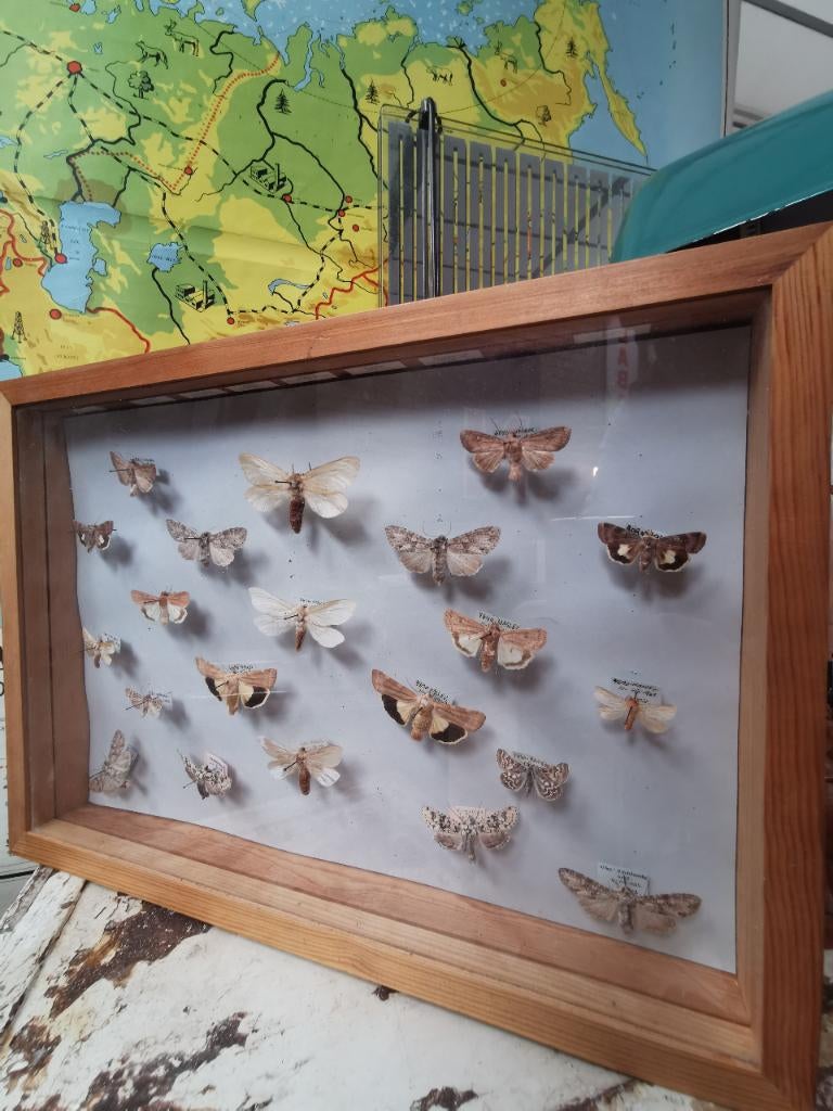 Vintage (nacht) vlinder verzameling entomoloog, Verzamelen, Dierenverzamelingen, Ophalen of Verzenden, Gebruikt, Insect, Opgezet dier