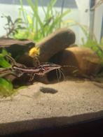 Tigershovelnose meerval, Dieren en Toebehoren, Vis