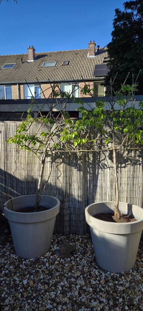 Leipeer en leikersen bomen te koop (fuitleibomen set van 2), Tuin en Terras, Kunststof, Gebruikt, Minder dan 60 cm, Rond