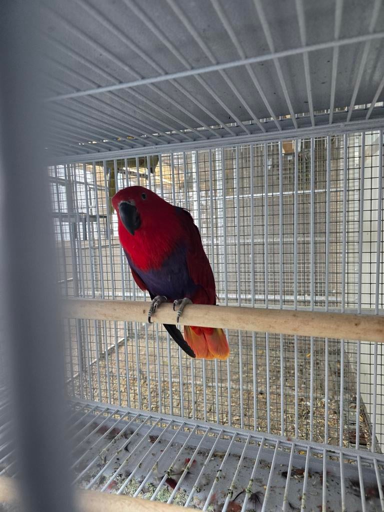 3 edel poppen 600 euro samen, Dieren en Toebehoren, Vogels | Parkieten en Papegaaien, Vrouwelijk, Parkiet