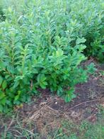 laurier, Ophalen of Verzenden, Laurier, Struik, Minder dan 100 cm