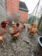 20 Leg kippen en 2 hanen, Dieren en Toebehoren, Ophalen, Zo goed als nieuw, Kippenhok of Kippenren