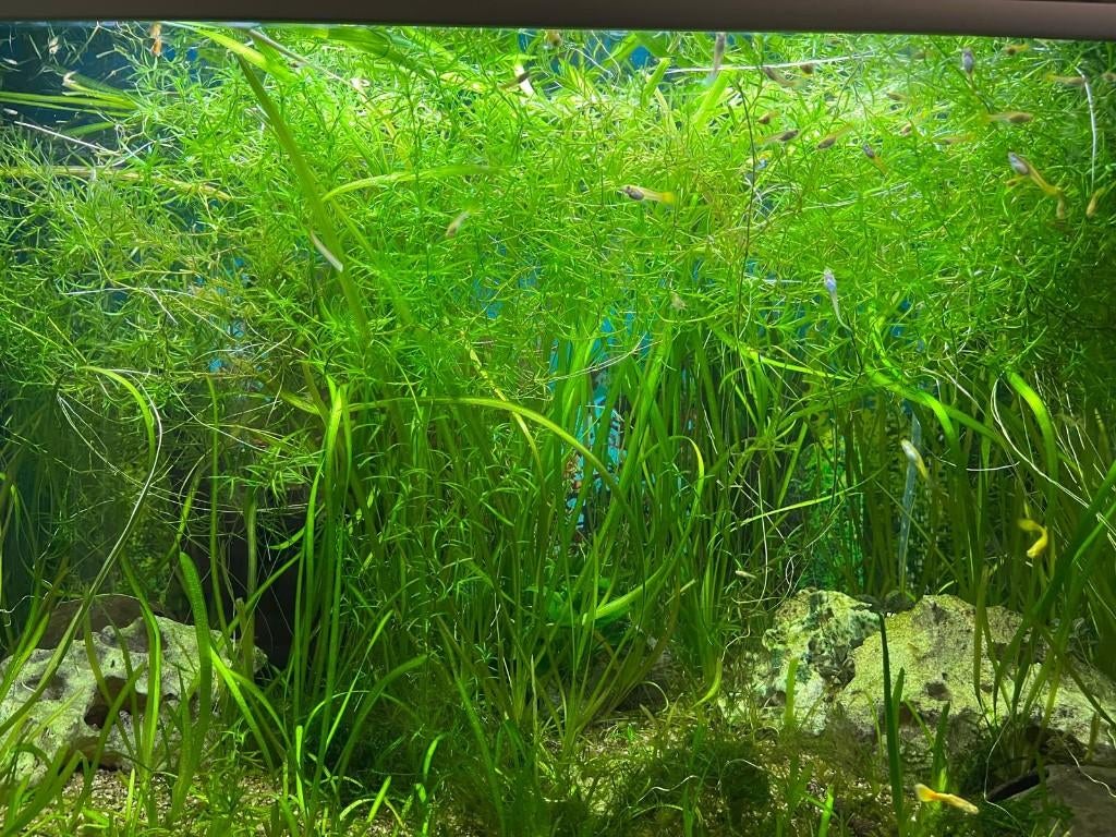 Guppen gras (Najas guadalupensis) – guppygras, Ophalen of Verzenden, Nieuw, Plant(en), Steen of Hout