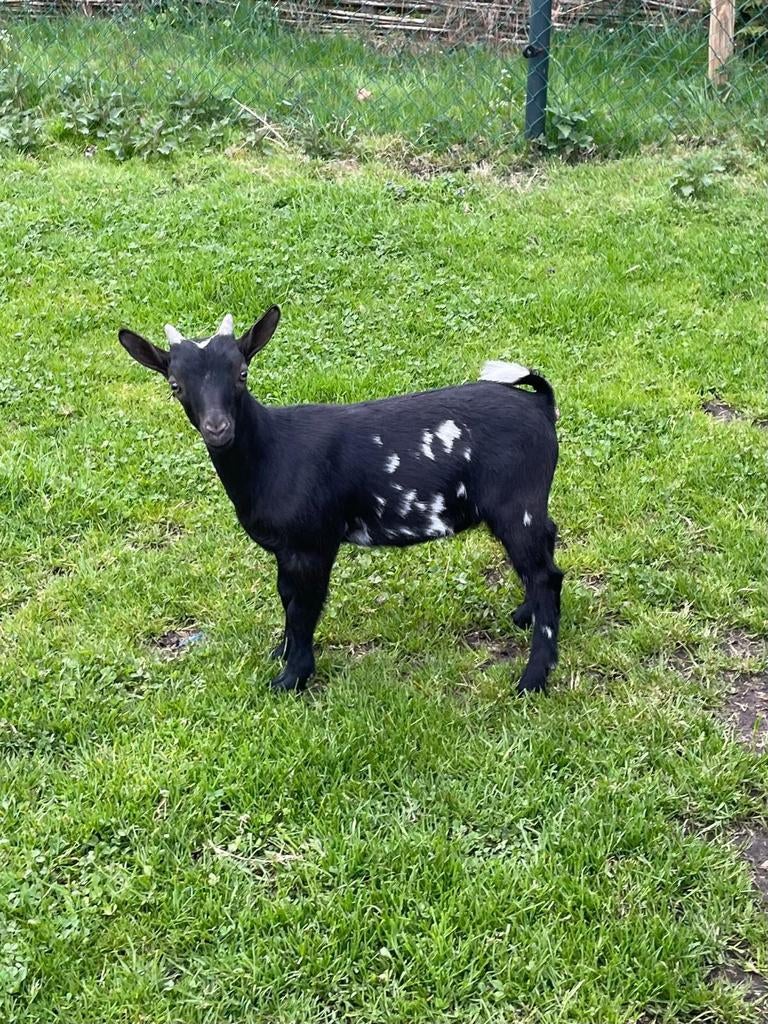 Dwerggeit bokje, Dieren en Toebehoren, Schapen, Geiten en Varkens, Mannelijk, Geit, 0 tot 2 jaar
