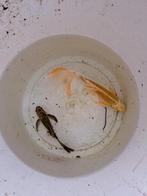 Butterfly koi koi's koi karpers, Dieren en Toebehoren, Karper of Koi