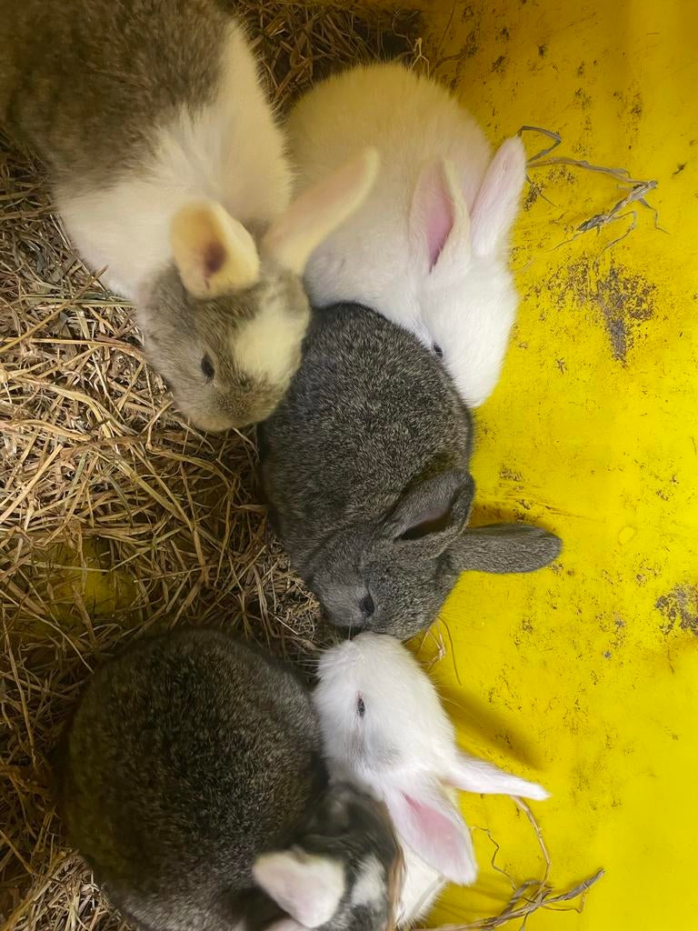 Duitse reus konijnen jongen 4 stuks, Meerdere dieren, Groot, 0 tot 2 jaar