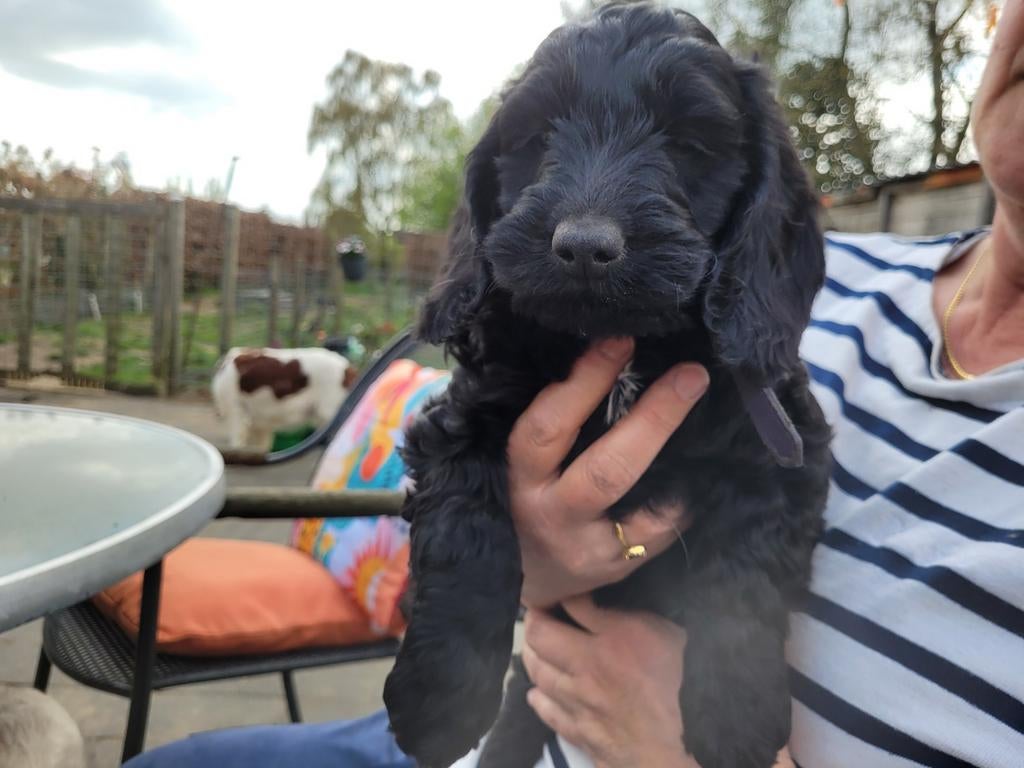Cockapoo pups. Mogen 20 april weg. Nog 2 reutjes!, Dieren en Toebehoren, 8 tot 15 weken, Parvo, Meerdere, Meerdere dieren