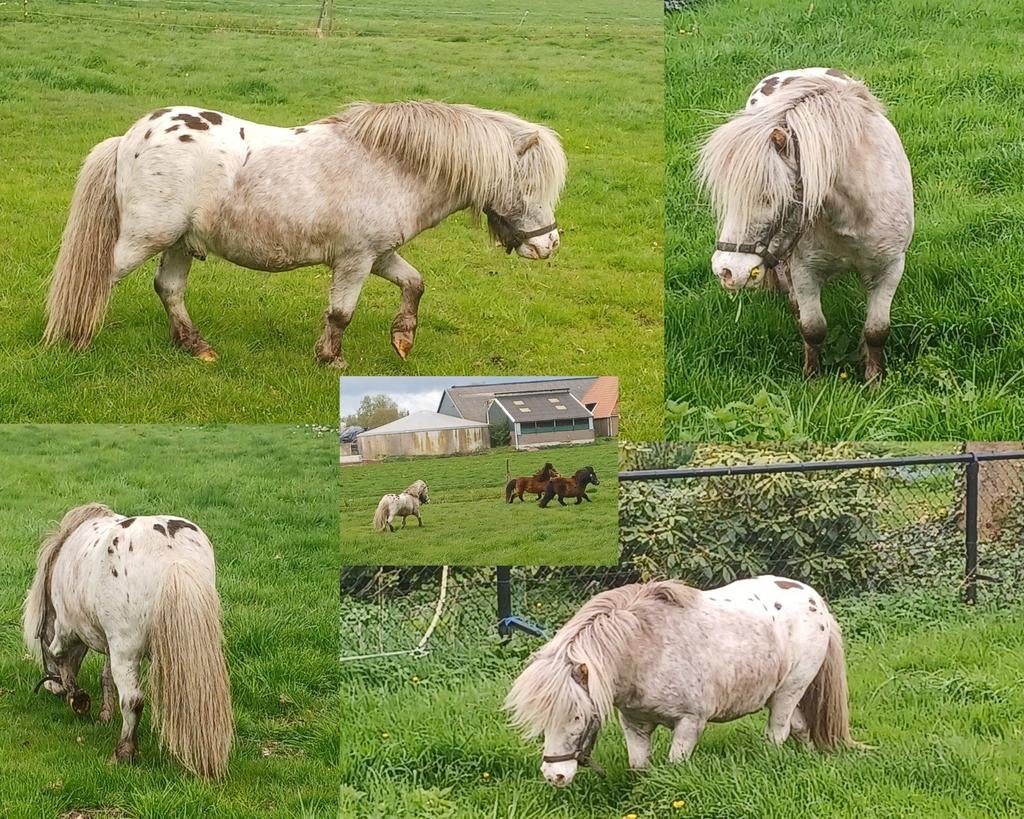 Mooie panterbonte hengst ter dekking aangeboden, Dieren en Toebehoren, Hengst