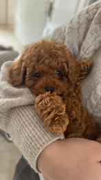 Toypoedel pup (teefje), Dieren en Toebehoren, Honden | Niet-rashonden, Fokker | Hobbymatig, 15 weken tot 1 jaar, Buitenland, Parvo