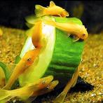 🟡Prachtige L144 Blue Eye Algeneters (3cm) 🔺(Eigen kweek), Vis