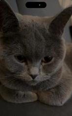 Britshothair poes, Poes