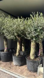 Megadeal! Olijfbomen dikke stam nu €149,-, Volle zon, Ophalen of Verzenden, 100 tot 250 cm, Olijfboom