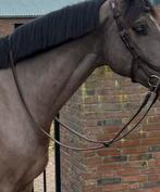 Cwd anti-slip teugel, Ophalen of Verzenden, Zo goed als nieuw, Springen