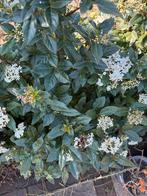 Viburnum Tinus 'Sneeuwbal' plant - Haag of Solitair, Tuin en Terras, Planten | Tuinplanten, Overige soorten, Vaste plant, Ophalen of Verzenden