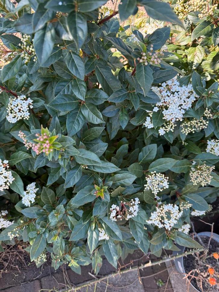 Viburnum Tinus 'Sneeuwbal' plant - Haag of Solitair, Tuin en Terras, Planten | Tuinplanten, Vaste plant, Overige soorten, Halfschaduw