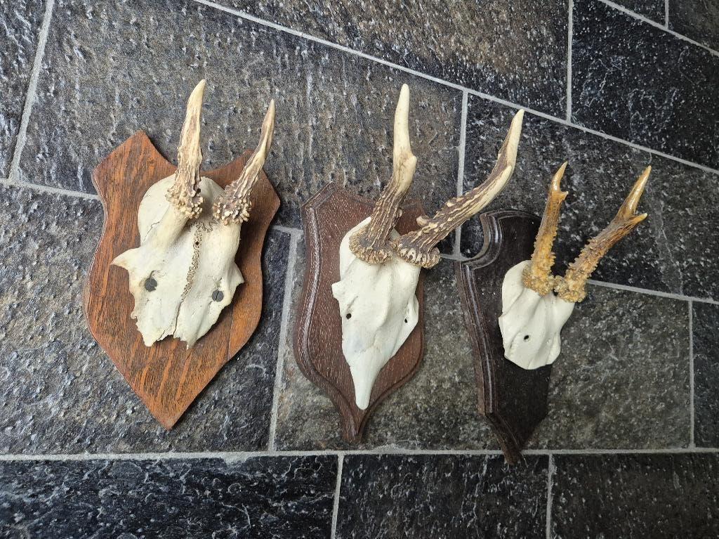 3 Prachtige Ree Geweien samen € 19,50 jacht hut mancave g31, Ophalen of Verzenden, Gebruikt, Hert, Gewei of Kop