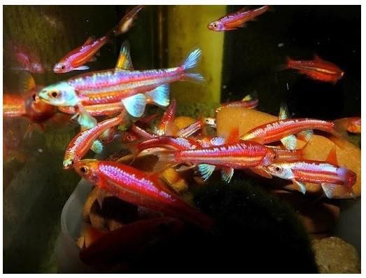 vijvervis, blauwe winde, shubinkin, goudvissen, zeelt, Dieren en Toebehoren, Vissen | Vijvervissen, Karper of Koi