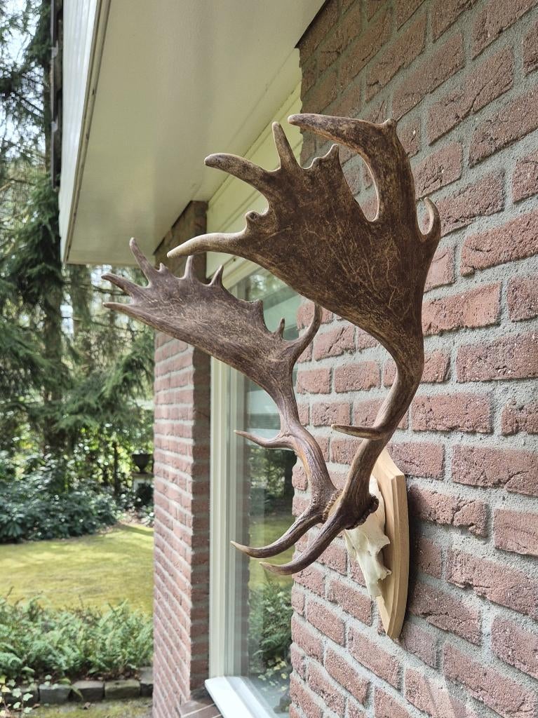 Mooi Damhert Gewei Jacht Mancave overkapping landelijk g68, Ophalen, Zo goed als nieuw, Hert, Gewei of Kop