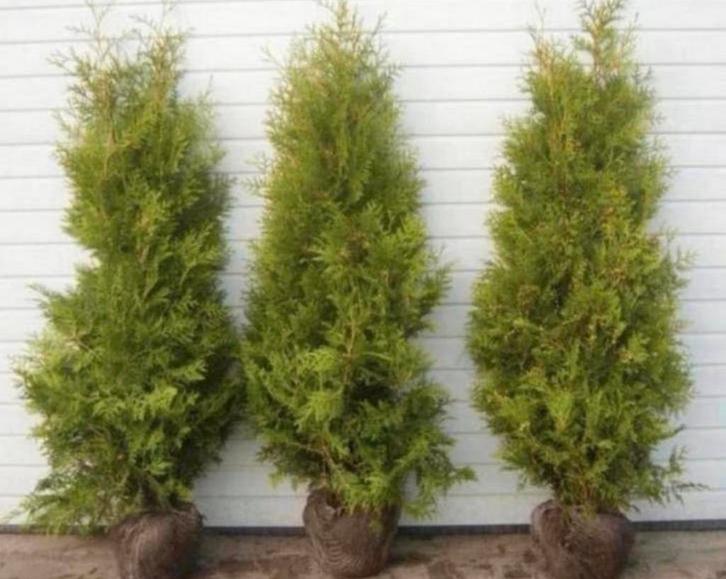 Thuja coniferen, Tuin en Terras, Planten | Bomen, Overige soorten, 100 tot 250 cm, Halfschaduw, Bloeit niet, Ophalen