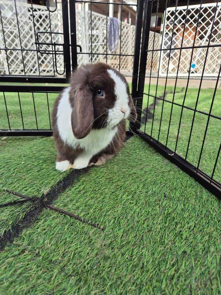 Super knappe choco split BO Minilop ram
Met stamboom, Dieren en Toebehoren, Mannelijk, Dwerg, Hangoor, 0 tot 2 jaar