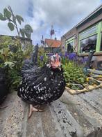 Chabo kriel hennen aan de leg 2025, Dieren en Toebehoren, Vrouwelijk, Kip