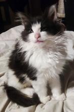 Ragdoll Britse Langhaar, Poes