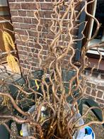 Paastakken, Ophalen, Nieuw