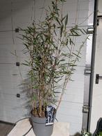 Bamboe F. ‘Nitida Black Pearl’  Wintergroen & Niet Woekerend, Vaste plant, Bloeit niet, Halfschaduw, Ophalen