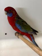 Pennanten koppel zuiver wildkleur, Dieren en Toebehoren, Vogels | Parkieten en Papegaaien, Meerdere dieren, Parkiet, Geringd