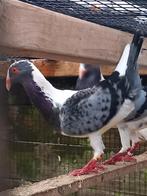 Huhnscheken duiven koppel, Meerdere dieren, Overige soorten
