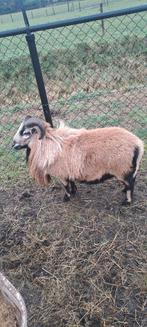 cammeroen bok, Mannelijk, Schaap, 0 tot 2 jaar