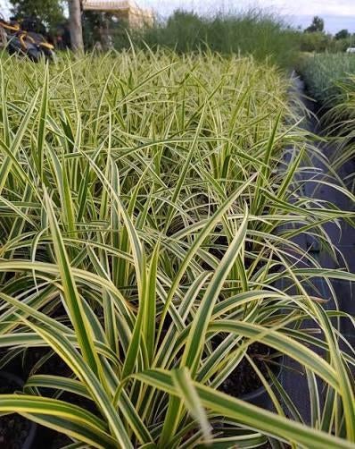 Carex morrowii goldband. Bonte zegge, siergras P9 planten, Vaste plant, Siergrassen, Ophalen of Verzenden, Halfschaduw
