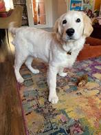 Golden retriever pup 5 maanden oud, Dieren en Toebehoren, Honden | Retrievers, Spaniëls en Waterhonden, Golden retriever, 15 weken tot 1 jaar