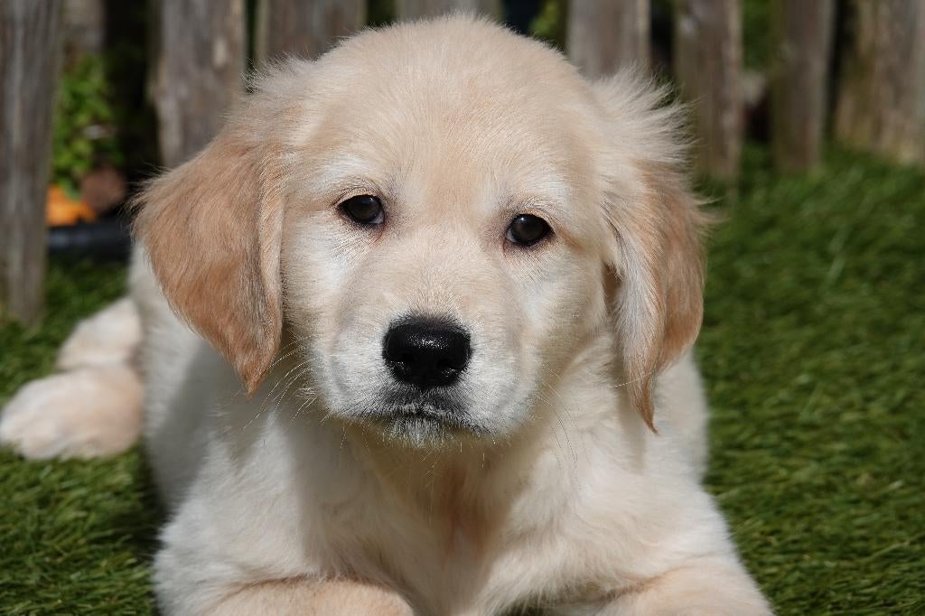 Prachtige Golden retriever pups met stamboom, Dieren en Toebehoren, België, 8 tot 15 weken, Meerdere, Meerdere dieren