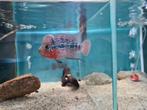 Flowerhorn Red Pearl Cichlide, Vis, Zoetwatervis