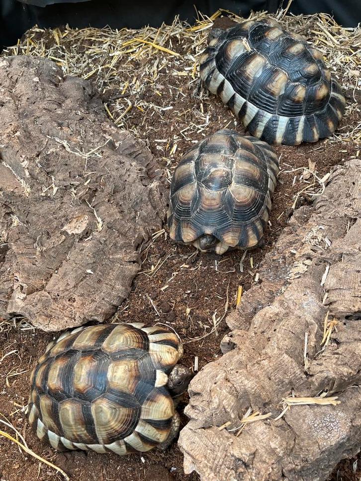 Landschildpadden te koop Tortoise - unknown for sale from Lia Pouwelse