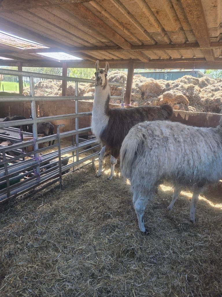 Te mooie bonte lama hengst, Mannelijk, Schaap
