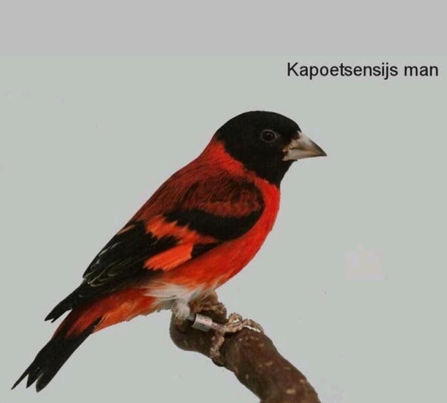Kapoetsensijs Man 2025, Dieren en Toebehoren, Mannelijk