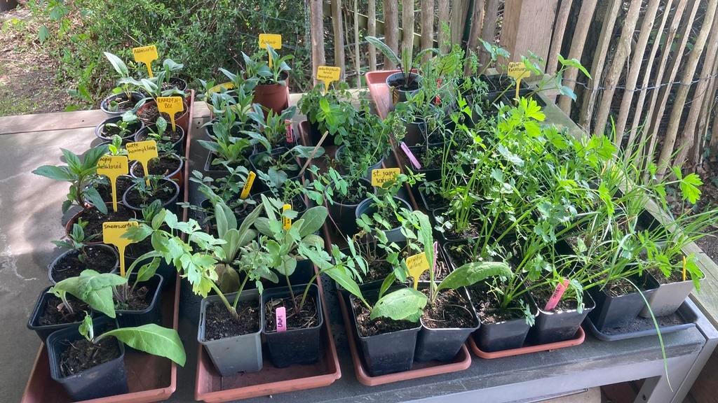 Plantjes te koop, Ophalen, Volle zon