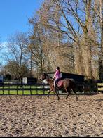 Paard, Dieren en Toebehoren, Paarden, Merrie, Recreatiepaard