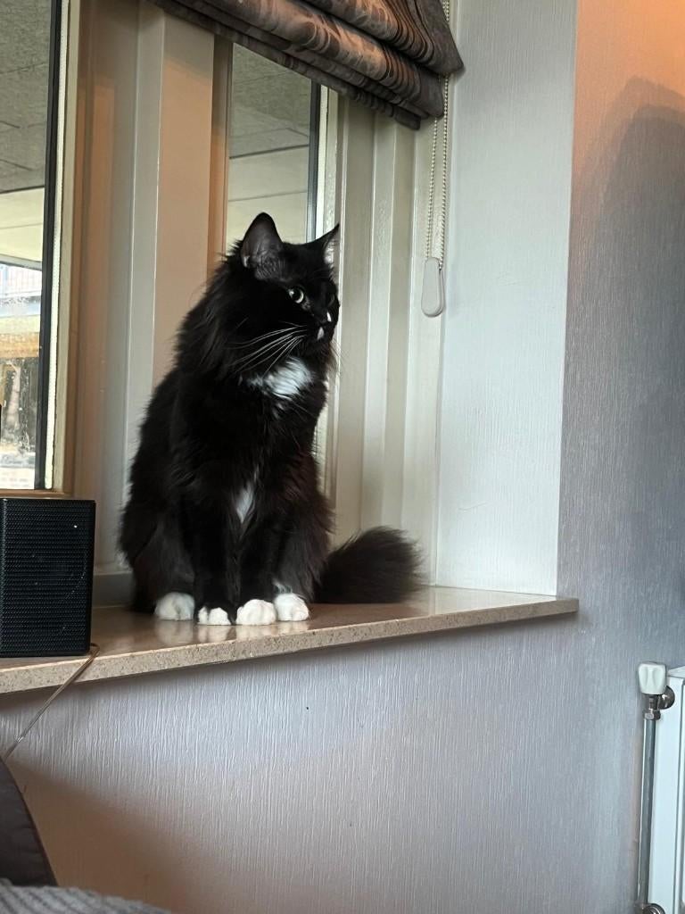 Lieve Ragdoll kater te koop, Dieren en Toebehoren, Kater, Gechipt, 6 jaar of ouder