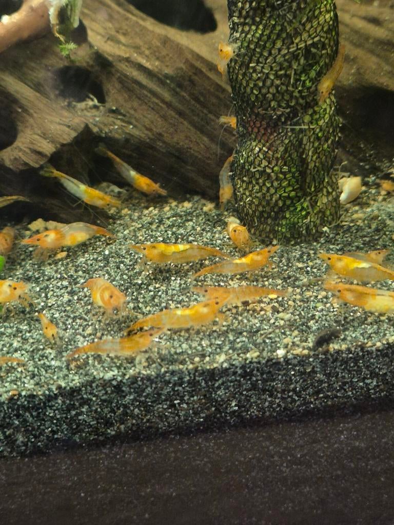 Oranje Rili Garnalen, Dieren en Toebehoren, Kreeft, Krab of Garnaal