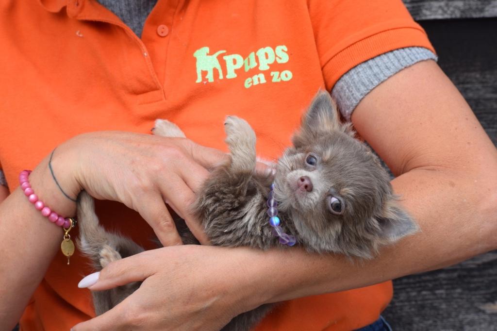 Chihuahua pups alle kleuren, 15 weken tot 1 jaar, Buitenland, Parvo, Meerdere